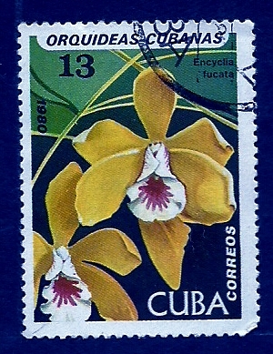 Orquidea cubana