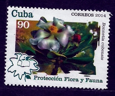 Bonnetia cubensis