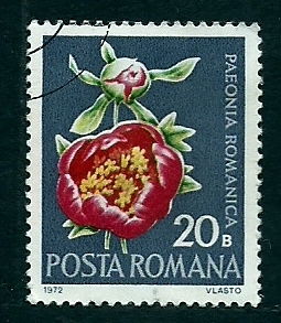 Paeonia Romanica
