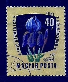 Iris Germanica