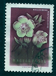 Flor