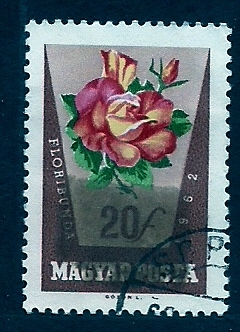 Florebunda