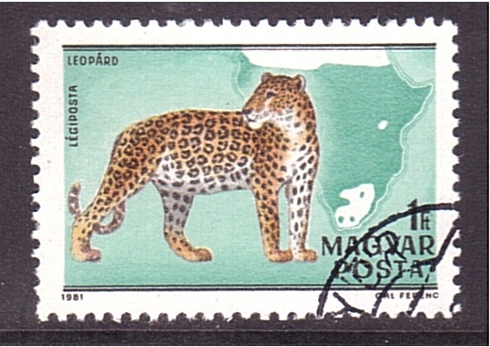 Felinos africanos