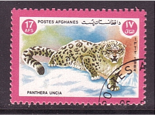 Leopardo de las nieves