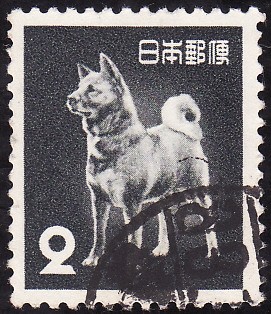 AKITA JAPONÉS