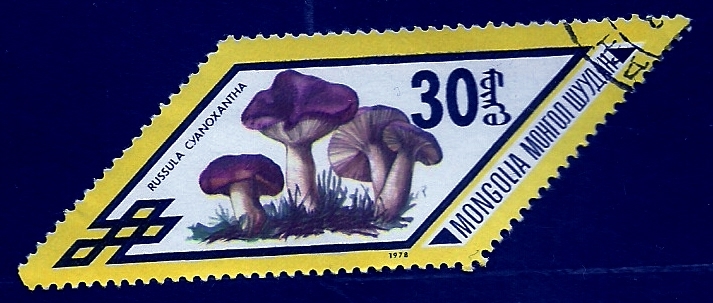 Russula cyanoxantha