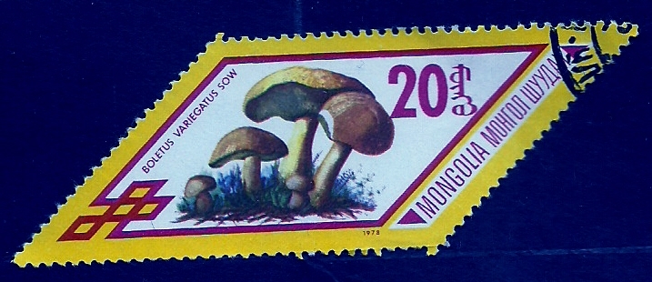 Boletus variegatus