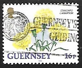 guernsey - Clavel estandart