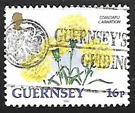 guernsey - Clavel estandart