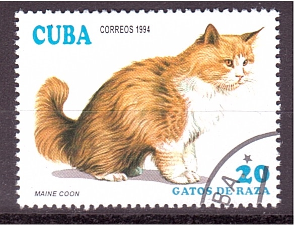 serie- Gatos Asiáticos