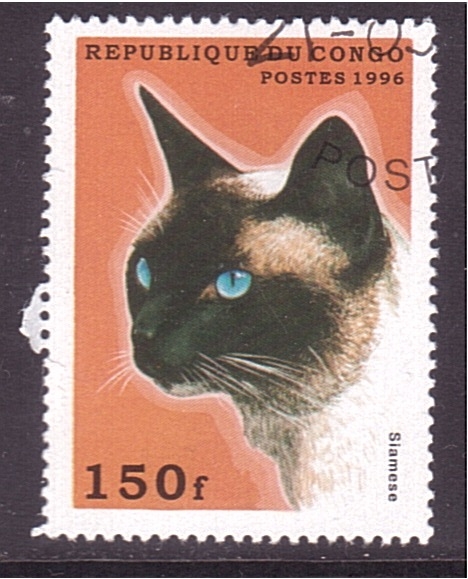 serie- Gatos