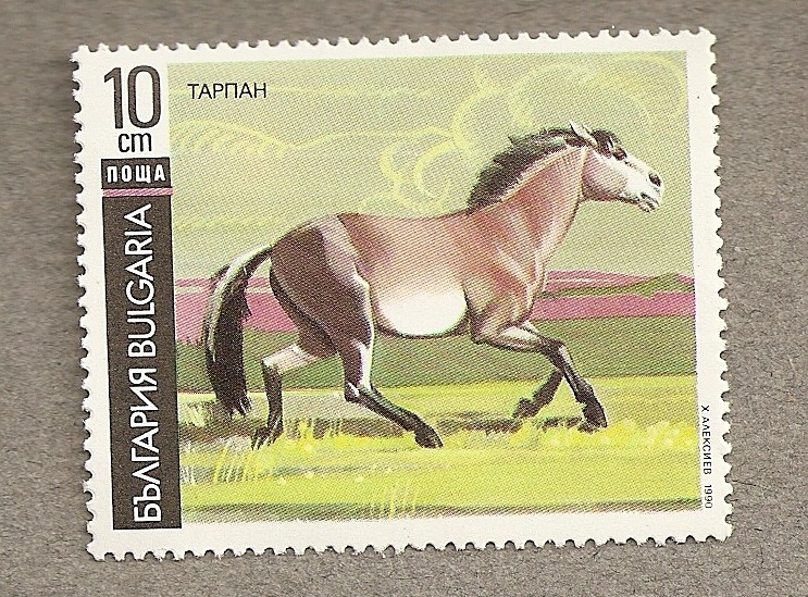 Caballo