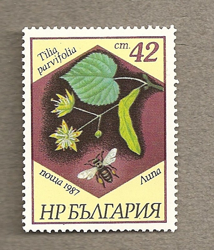 Tilia parviflora