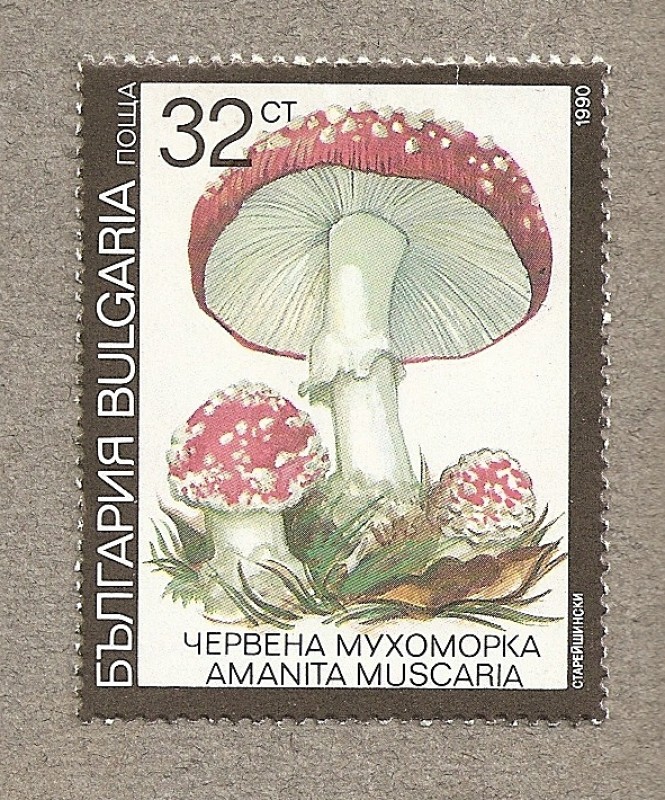 Seta Amanita muscaria