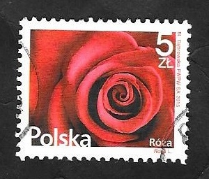 4438 - Rosa