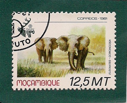 elefante