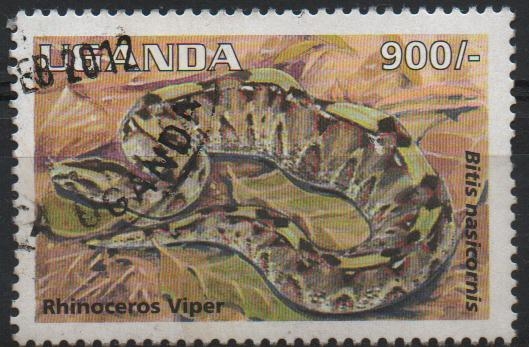RHINOCERUS  VIPER