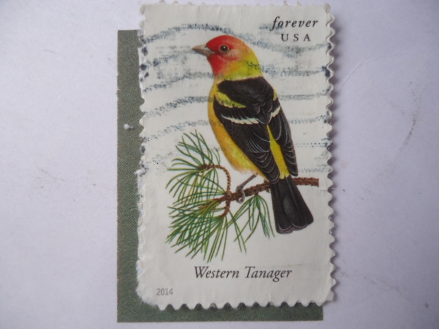 Western Tanager. (Piranga ludoviciana)