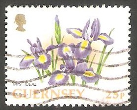 Guernsey - 642 - Iris ideal