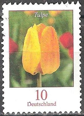Flores - Tulpe (tulipán).