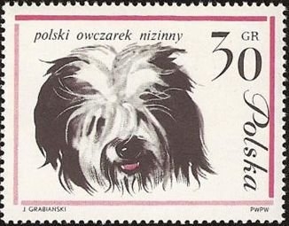 Perro pastor polaco de tierras bajas