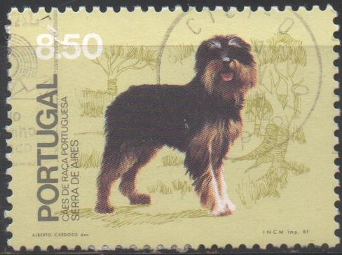 PERRO  SIERRA  DE  AIRES