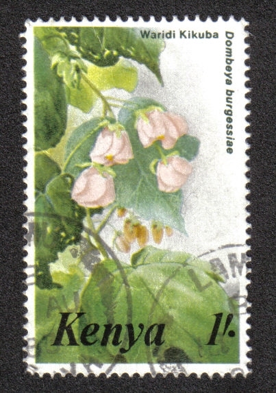 Hierbas medicinales de Kenia