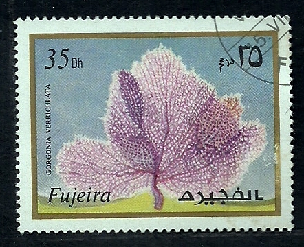 Gorgonia Verreculata