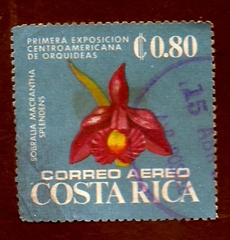 Orquidea