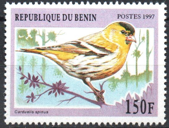 CARDUELIS  SPINUS  