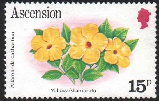 ALLAMANDA  AMARILLA