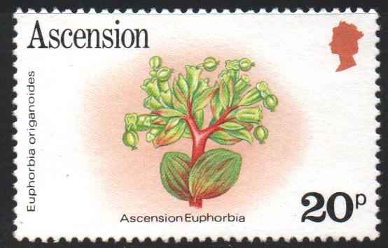 EUFORBIA  DE  ASCENSION