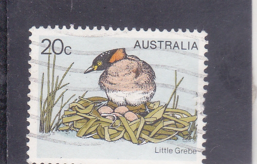 AVE- little grebe