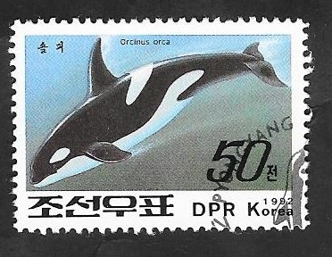 Orca