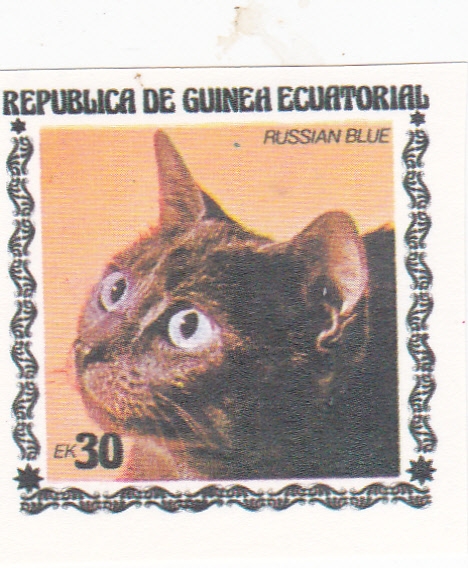 GATO- RUSSIAN BLUE