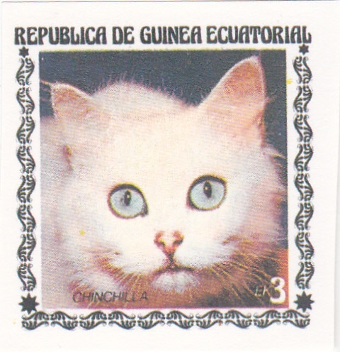 GATO-CHINCHILLA