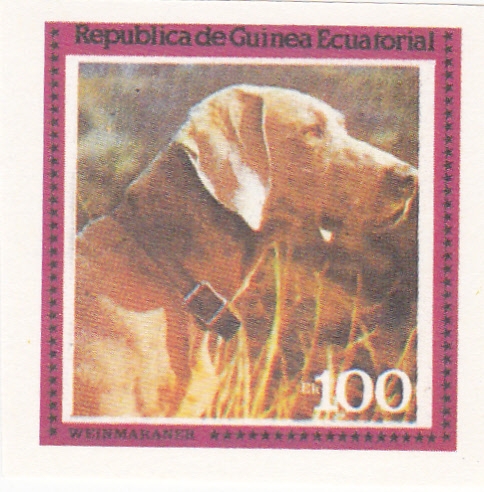 PERRO DE RAZA- WEINMAKANER