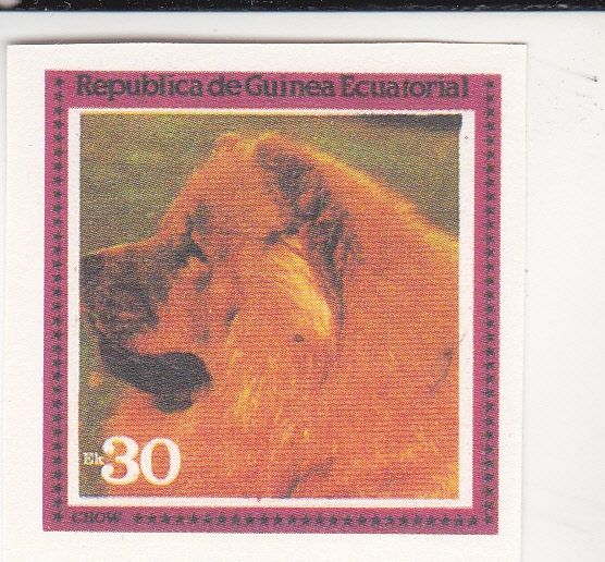 PERRO DE RAZA- CHOW