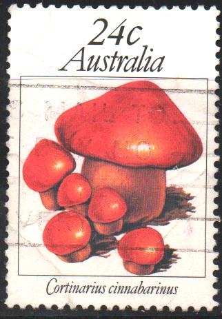 CORTINARIUS  CINNABARINUS
