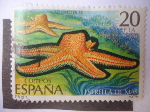 Ed:2534 - Estrella de Mar. Esteroidea.