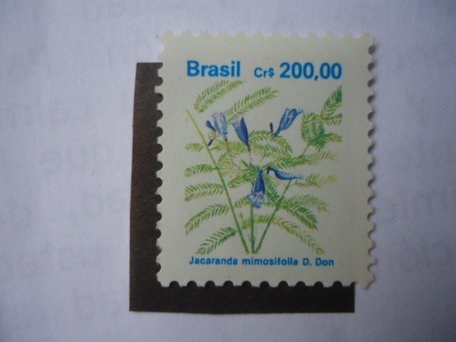 Flora - Jacaranda Mimosifolia D. Don