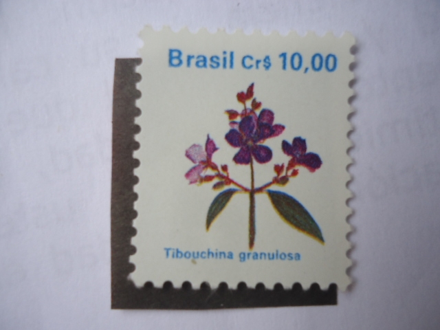 Flora - Tibouchina granulosa..