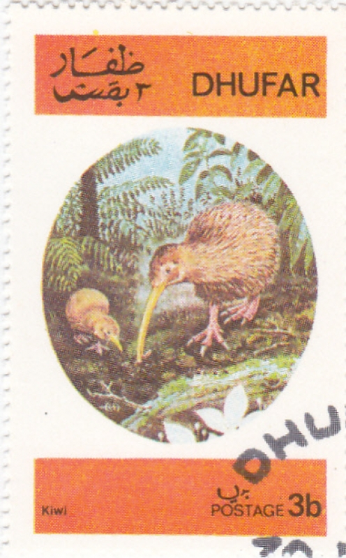 AVES- kIWI