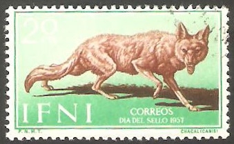Ifni - 140 - Canis aureus