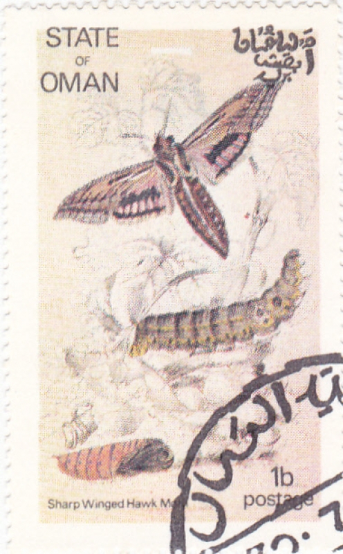 mariposa- metamorfosis