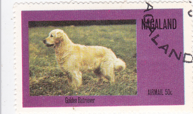 Perro de raza- golden retriever