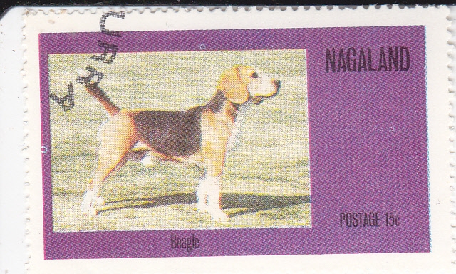 Perro de raza- beagle