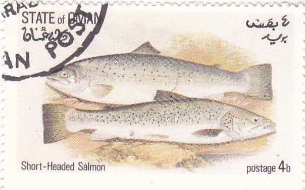 PECES- salmón