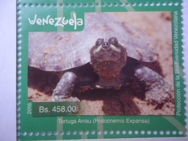 Protección de la Biodiversidad Venezolana - Tortuga Arrau (Podocnemis Expansa)