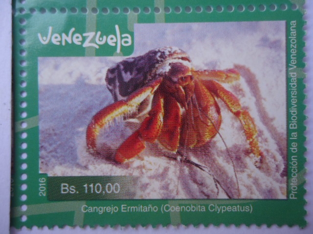 Protección de la Biodiversidad Venezolana - Cangrejo Ermitaño (Coenobita Clypeatus)